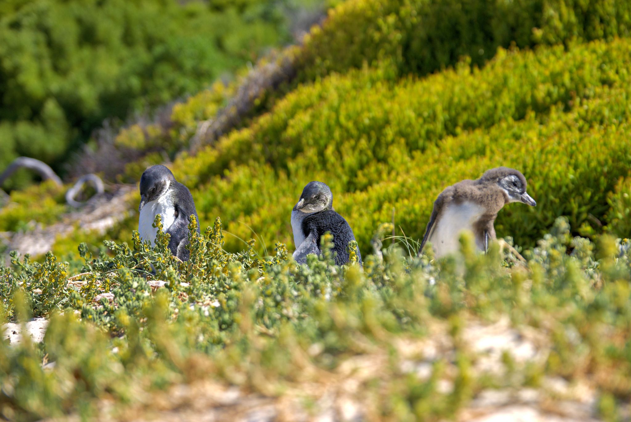 Boulders Beach in Simon's Town